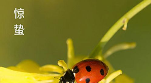 驚蟄-叫醒甜睡的春-易造防雷