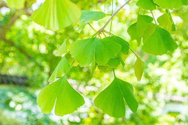 植樹節(jié)-春風(fēng)十里，正“植”有你【杭州易造】