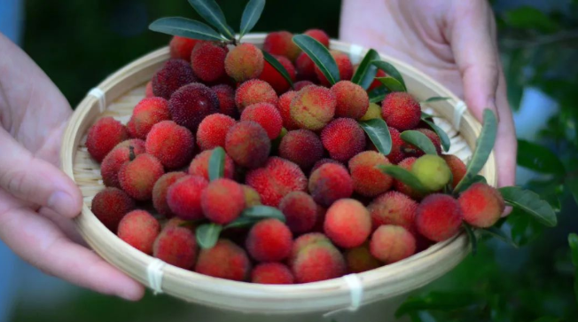 立夏六｜春光忽盡，夏木成陰【杭州易造】