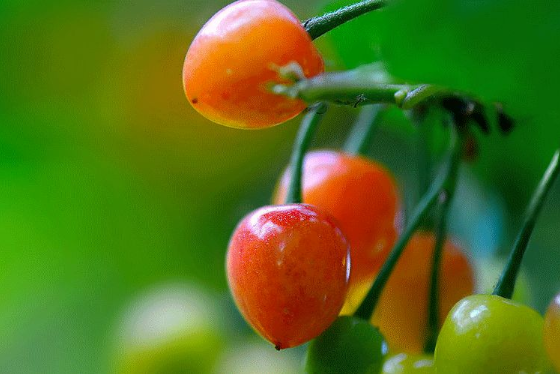 立夏六｜春光忽盡，夏木成陰【杭州易造】