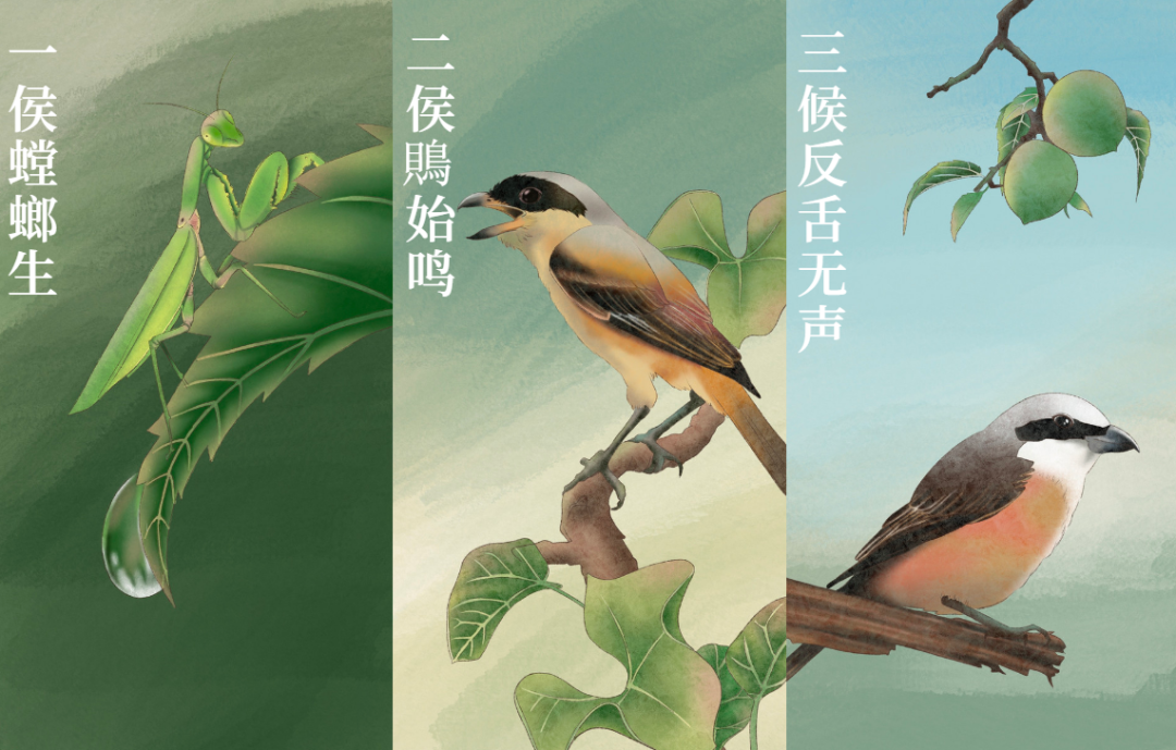 芒種 | 風(fēng)吹麥成浪，蟬鳴夏始忙-三候