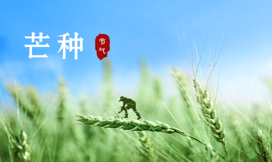 芒種 | 風(fēng)吹麥成浪，蟬鳴夏始忙【杭州易造】