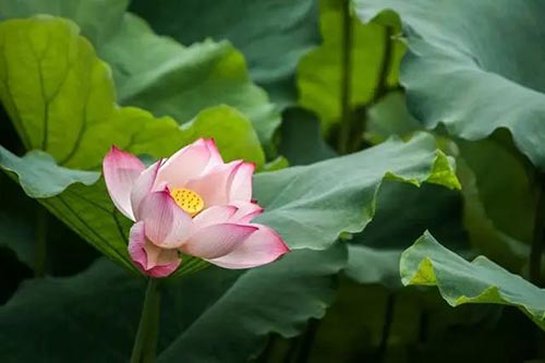 夏至 | 蟬噪林逾靜，鳥鳴山更幽【杭州易造】