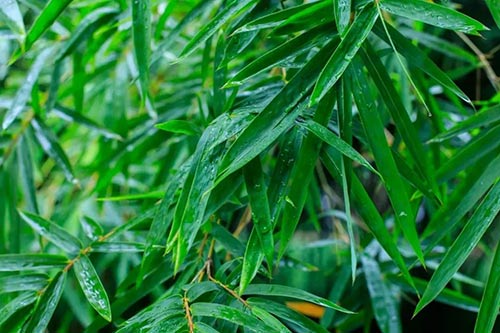 夏至 | 蟬噪林逾靜，鳥鳴山更幽【杭州易造】
