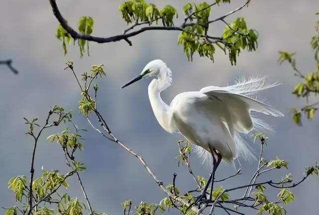 二十四節(jié)氣-白露 | 白露至,秋實美