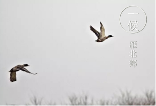 小寒-雁北鄉(xiāng)